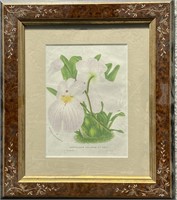 Antique Botanical Chromolitho In Victorian Frame