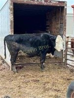 Tag 009 Crossbred Cow