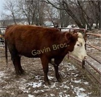 Tag 011 Crossbred Cow