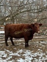 Tag 010 Crossbred Cow