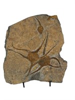 DOUBLE STARFISH FOSSIL