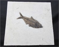 LARGE HIGH DETAIL FISH FOSSIL