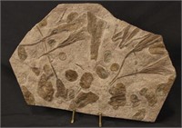 LARGE CRINOID FOSSIL PLATE