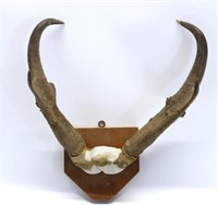 Pronghorn Antelope Horn Mount