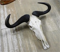 African Water Buffalo Skull with Horns.