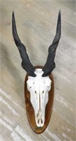 African Tanzanian Mounted Eland Skull with Horns.