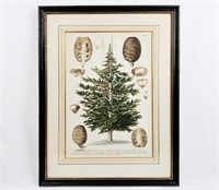 Cedar of Lebanon - Botanical Print