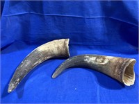 (2) Large Animal Horns