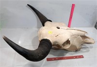 Large Buffalo Skull
