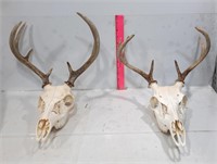 Deer Skull w/ Antlers (2)