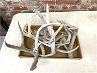 Deer Antler Sheds