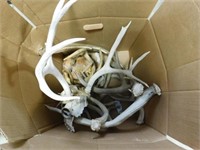 box of misc. deer antlers