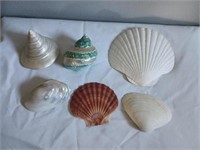 Assorted Sea Shells