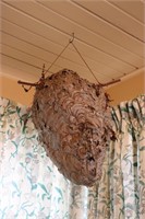 Hornet's Nest