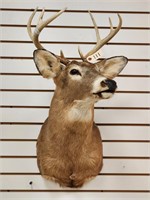 04/22/23 Taxidermy Auction