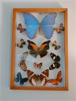 Framed Butterfly Collection