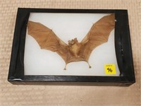 Insectivorous Bat, West Java, Indonesia