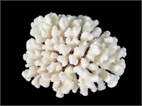 NATURAL BROWN STEM WHITE CAT'S PAW CORAL