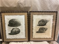 Art - pair of shell prints