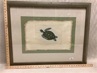 Art - turtle nautilus shell print