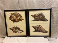 Art - pair of framed shell prints