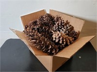 Box Full of Pinecones