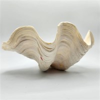 10" Clam Shell
