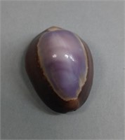 Polished shell has purple