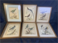 6 Antique Bird Engravings 1743-1751 Edwards
