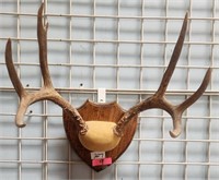 11 - MOUNTED ANTLERS (9)