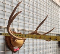 11 - MOUNTED ANTLERS (9)