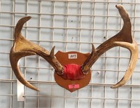 11 - MOUNTED ANTLERS (7)