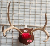 11 - MOUNTED ANTLERS (2)