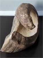 Prehistoric Sea Snail Shell from Miocene Epoch