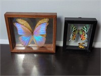Pair of Framed Butterflies
