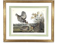 Framed Engraving Pinnated Grouse Audubon 1937