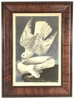 Framed Offset Audubon Print Iceland or Jer Falcon