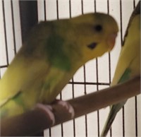 Baby Budgie - 8 to 12 Months Unsexed
