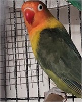 Rainbow Fischer Lovebird - 9 Month Baby