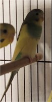 Baby Budgie - 8 to 12 Months Unsexed