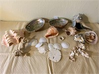Seashells Sand Dollars Abalone Coral+