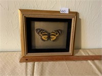 Real Framed Orange Butterfly Papilo Zagreus