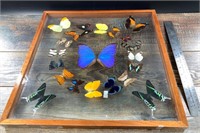 Beautiful butterfly shadow box with names on botto