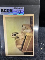 RARE Afghan Hound Dog Trading Card Graded Gem 10
