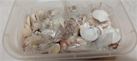 Box of Small Seashells