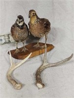 Mexican quail & antlers.