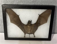 Taxidermy bat