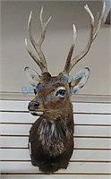 Red Stag mount