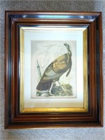 Audobon Wild Turkey Framed Litho- Nicely Framed