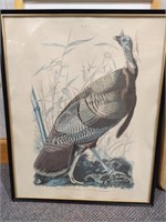 Audobon Wild Turkey Litho Print